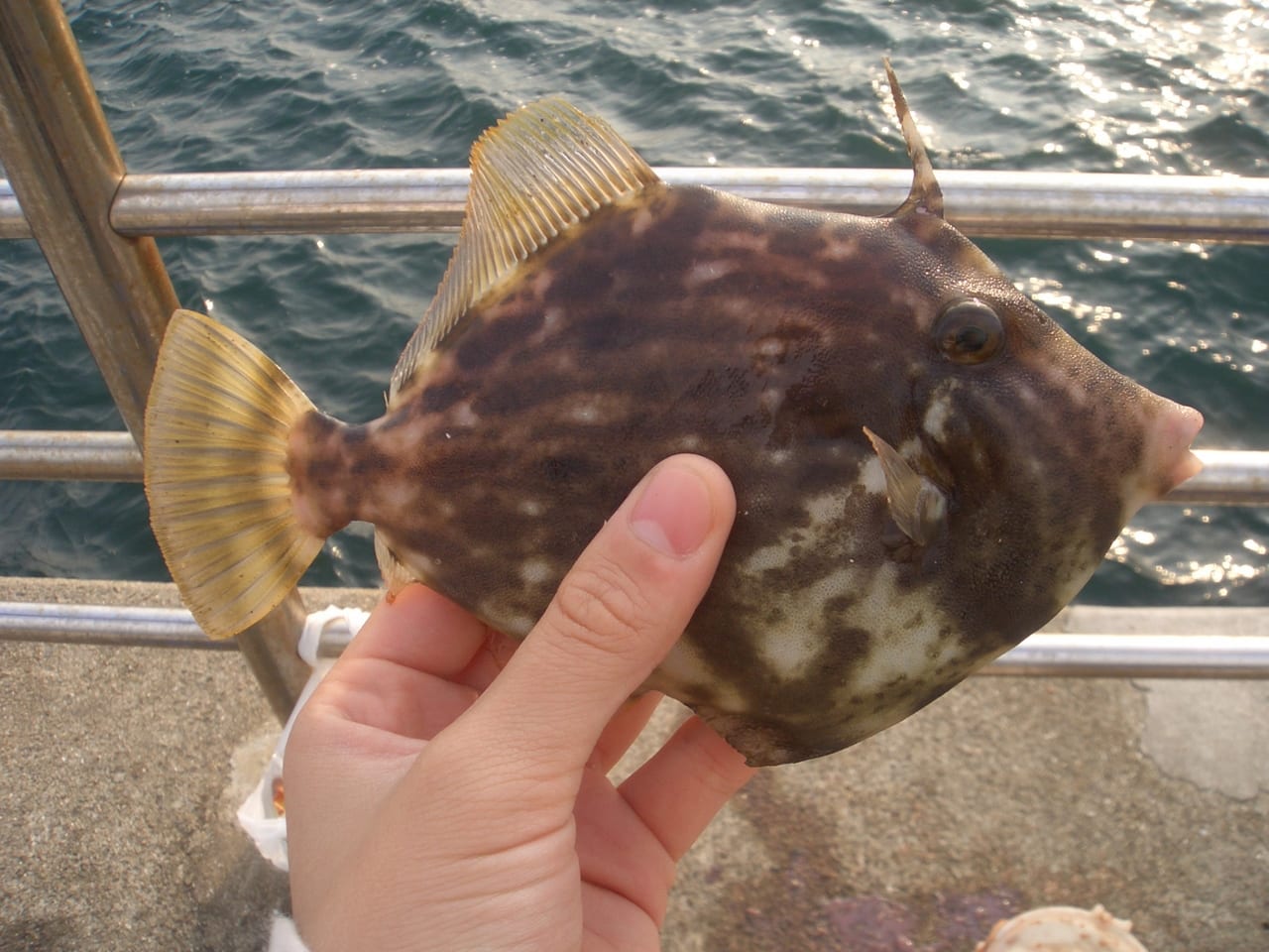 神戸市垂水区 須磨区 アジュール舞子でイカやアジ釣り 大サバも釣れる 初心者でもok 気になる釣果 狙える魚は 夜釣りの駐車場情報も 号外net 神戸市垂水区 須磨区