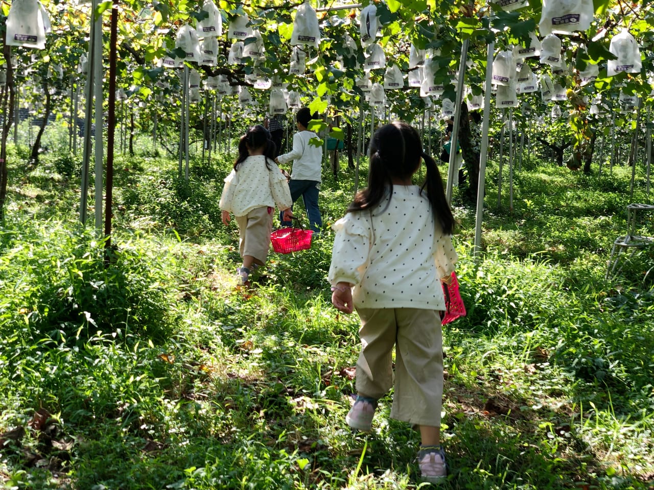 神戸市垂水区 須磨区 神出の ぶどう狩り 年8月23日から 岩岡はもう始まっています 甘くて大粒 直売店ではピオーネも販売予定 号外net 神戸市垂水区 須磨区